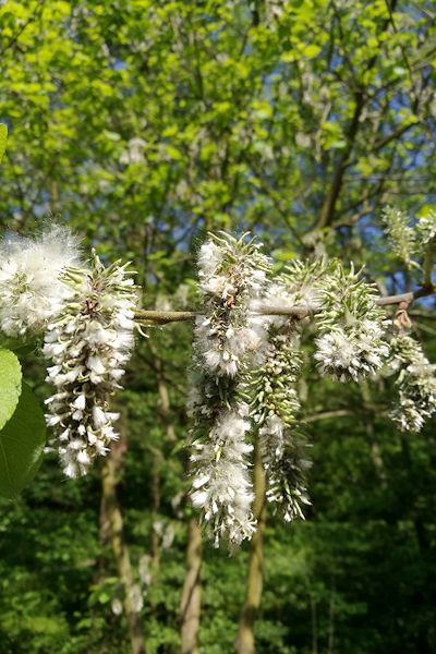 Pollenflug Allergieauslösende Pflanzen