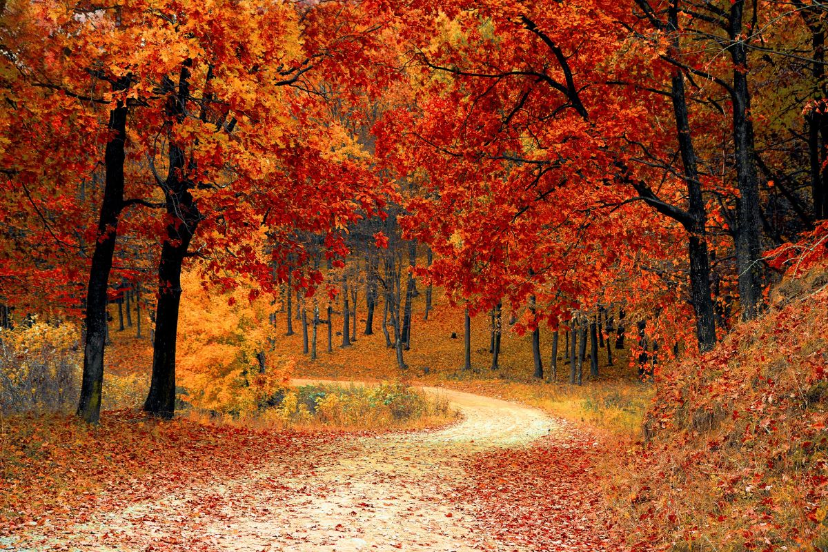 bild-herbst Bild zur Corona Impfung im Herbst
